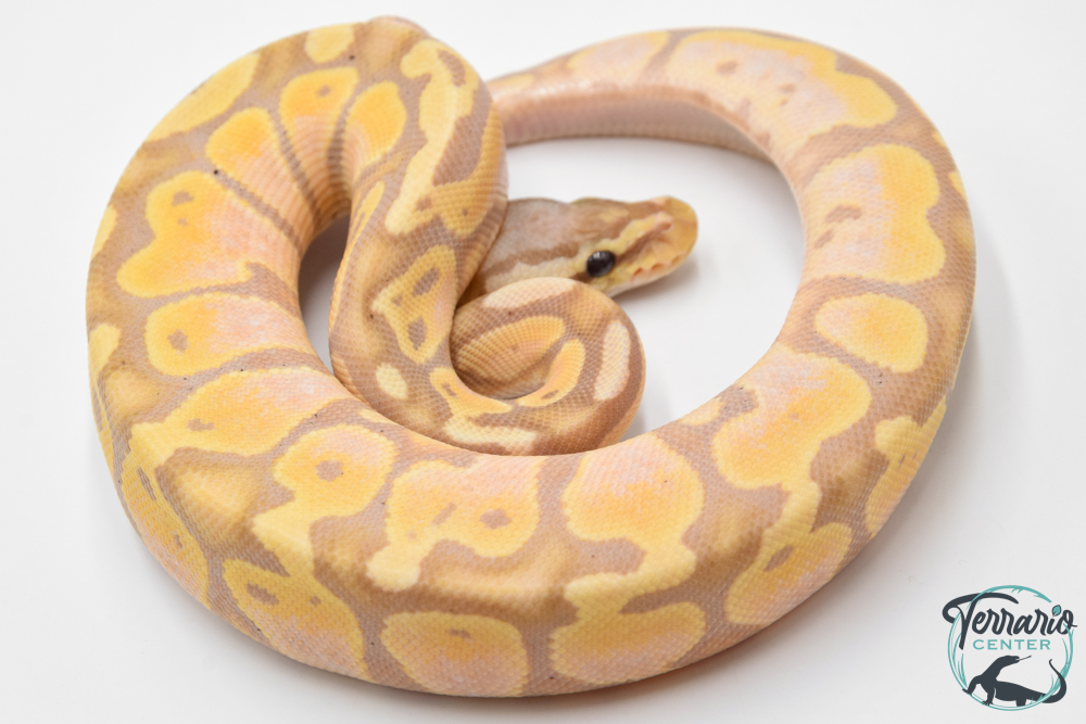 Python royal - Python regius Banana Pastel