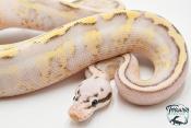Python royal - Python regius Super Stripe Super Pastel