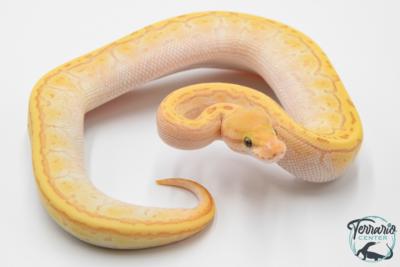 Python royal - Python regius Banana Butter Pinstripe