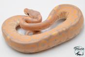 Python royal - Python regius Banana Cinnamon