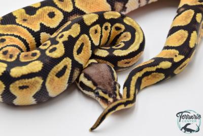 Python regius Pastel