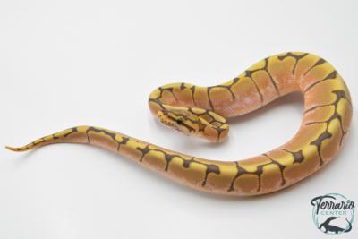 Python royal - Python Regius Spider Hypo