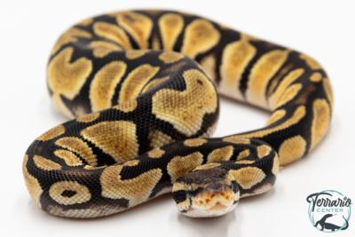 Python royal - Python regius Enchi Pastel