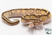 Python royal - Python regius Butter Pastel Vanilla