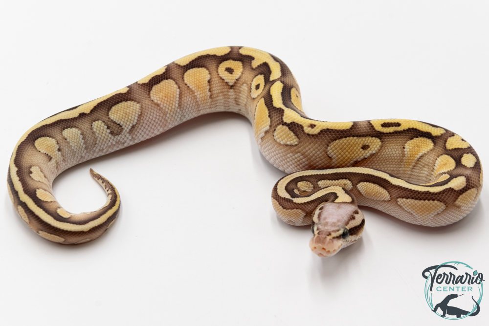 Python royal - Python regius Butter Pastel Vanilla