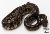 Python royal - Python regius Black Pastel