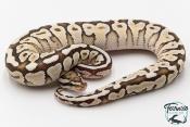 Python royal - Python regius Butter Spotnose