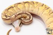 Python royal - Python regius Super Vanilla Butter Pastel