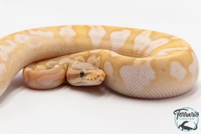 Python royal - Python regius Banana Sugar Pastel