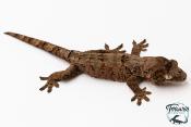 Mniarogekko chahoua - Gecko mousse - Grande Terre - NC 2025 -Femelle 07