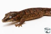 Rhacodactylus auriculatus - Gecko gargouille - NCUE 2025 - Mâle 02