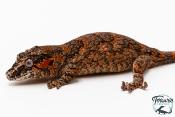 Rhacodactylus auriculatus - Gecko gargouille - NCUE 2025 - Femelle 05
