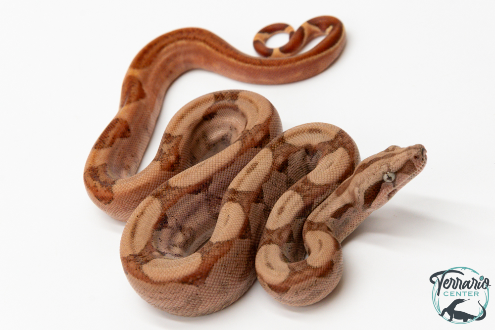 Boa constricteur - Boa imperator Hypo Jungle het BLOOD KAHL