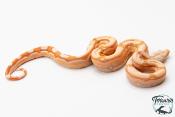 Boa constricteur - Boa imperator Arabesque Albinos Kahl Jungle