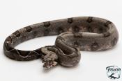 Boa constricteur - Boa imperator Jungle 