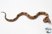 Boa constricteur - Boa imperator Jungle Het Blood Kahl