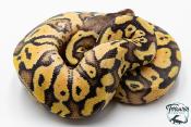 Python royal - Python regius Pastel Vanilla