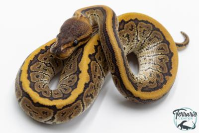 Python royal - Python regius Phantom Pinstripe