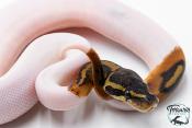 Python Royal - Python regius Piebald