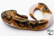 Python Royal - Python regius Piebald Het Albinos