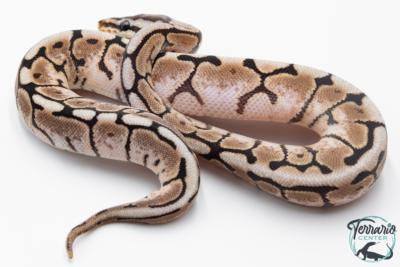 Python royal - Python regius Spider Cinnamon 