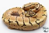 Python royal - Python Regius Spider Fire