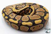 Python royal - Python regius Vanilla