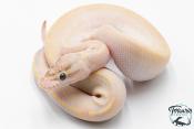 Python Royal - Python regius Ivory