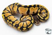 Python royal - Python regius Pastel