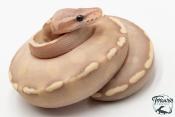 Python royal - Python regius Banana Mojave GHI Pastel