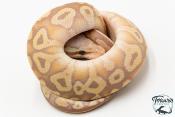 Python royal - Python regius Banana Pastave