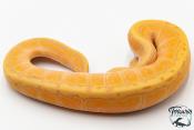 Python royal - Python regius Banana Pinstripe