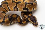 Python royal - Python regius Enchi