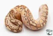 Python royal - Python regius Banana Butter