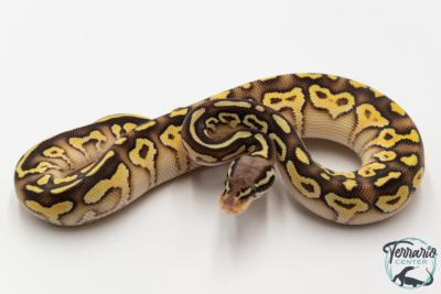 Python royal - Python regius Lesser Pastel Yellow Belly