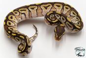 Python royal - Python regius Mojave
