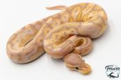 Python royal - Python regius Banana Cinnamon Paradoxe