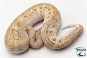 Python royal - Python regius Clown Butter GHI