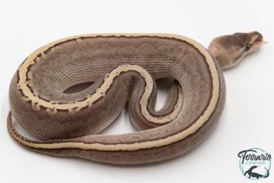 Python royal - Python regius Butter Pinstripe Ghi