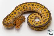 Python royal - Python regius Clown Hypo