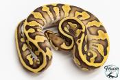 Python royal - Python regius Enchi Leopard Fire