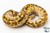 Python royal - Python Regius Enchi Pastave