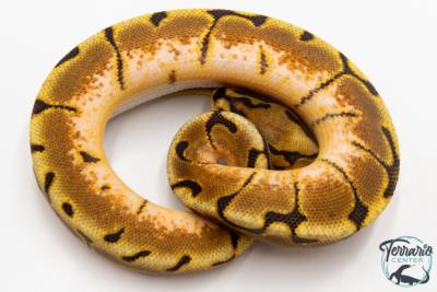 Python royal - Python regius Enchi Spider