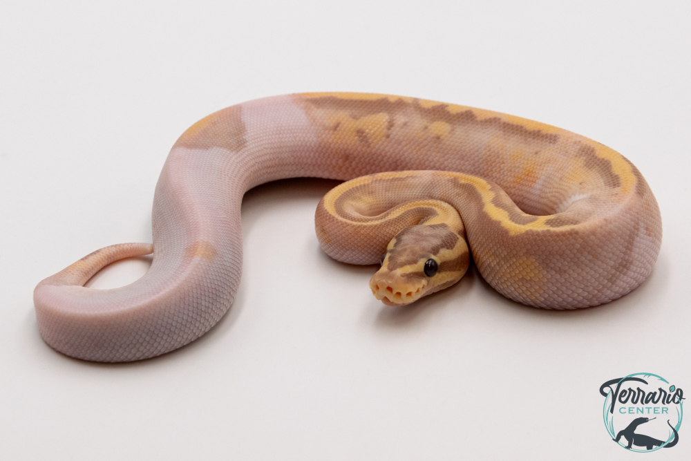 Python royal - Python regius Banana Pastel Piebald