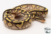 Python royal - Python regius Lesser Yellow Belly het Clown