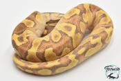 Python royal - Python regius Super Enchi Mojave Yellow Belly