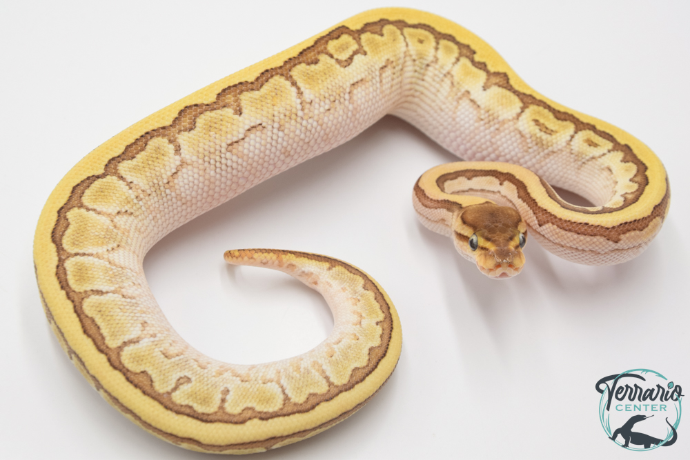 Python royal - Python regius Butter Pinstripe Yellow Belly