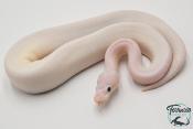 Python royal - Python regius Ivory Bumblebee