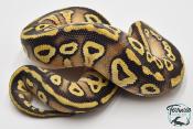 Python royal - Python regius Phantom Pastel