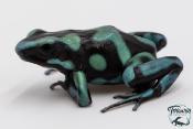 Dendrobates auratus - Dendrobate doré Birkhahn Line